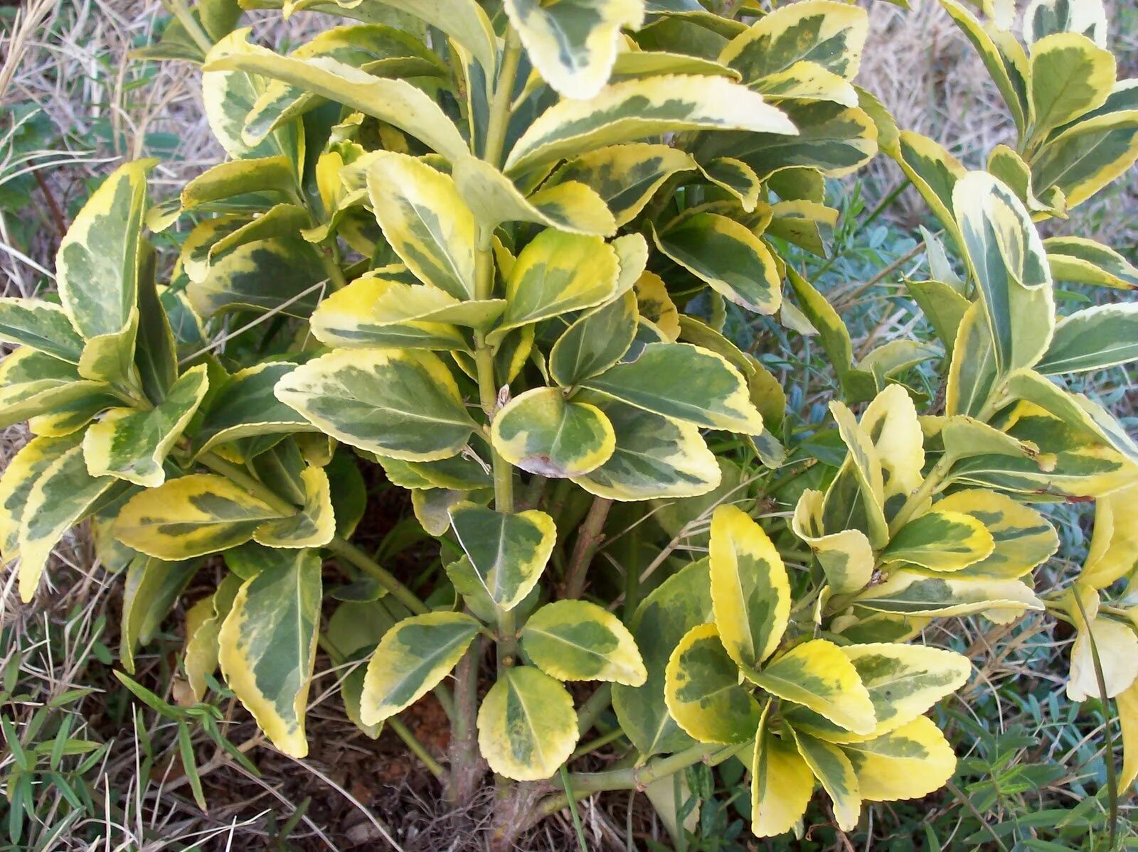 Бересклет форчуна variegatus. Бересклет форчуна 'argenteo-variegata'. Бересклет форчуна 'argenteo-variegata'. Бересклет форчуна variegatus. Бересклет вариегата.