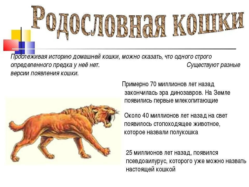 Как образовались коты