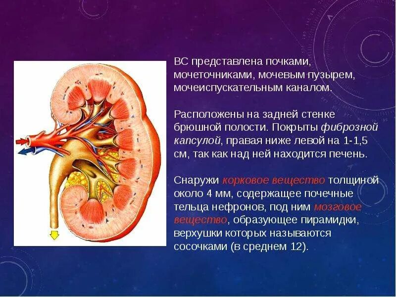 Полость лоханки. Строение почечной чашечки и лоханки. Большие и малые чашечки почки. Почечные чашечки функции. Строение лоханки почки.