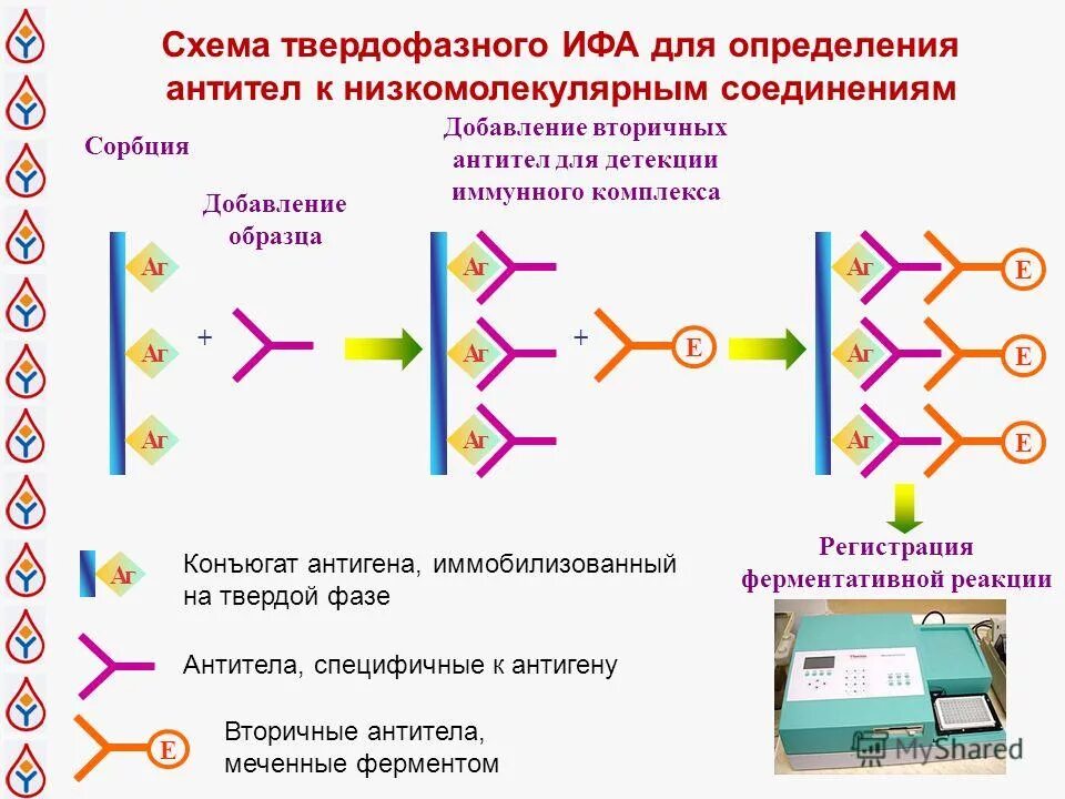 Тест метод ифа. Схема постановки реакции ИФА. Проведение ИФА для выявления антител схема. Схему протекания твердофазного ИФА для серодиагностики. Схема твердофазного иммуноферментного анализа.