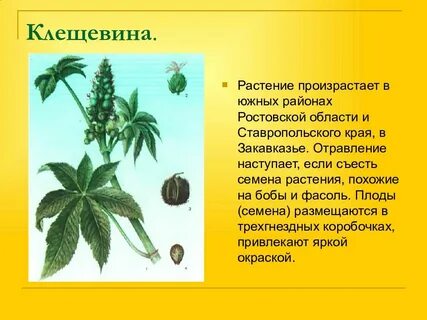 Произрастающее или произростающее