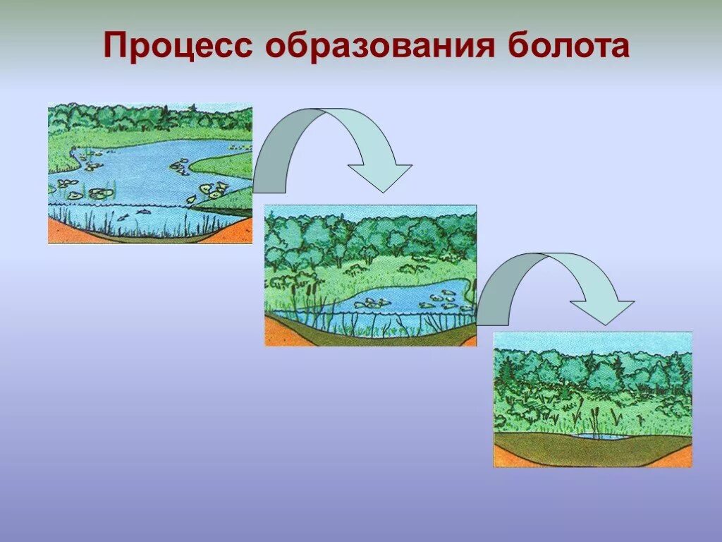 Возникновение болота. Болото и его обитатели. Болото формирование. Образование болот. Схема болота.