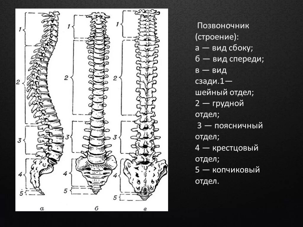 Отделы спины. Строение позвоночника вид сбоку. Позвоночный столб анатомия строение. Позвоночный столб вид спереди сзади сбоку. Позвоночник вид сзади и сбоку.