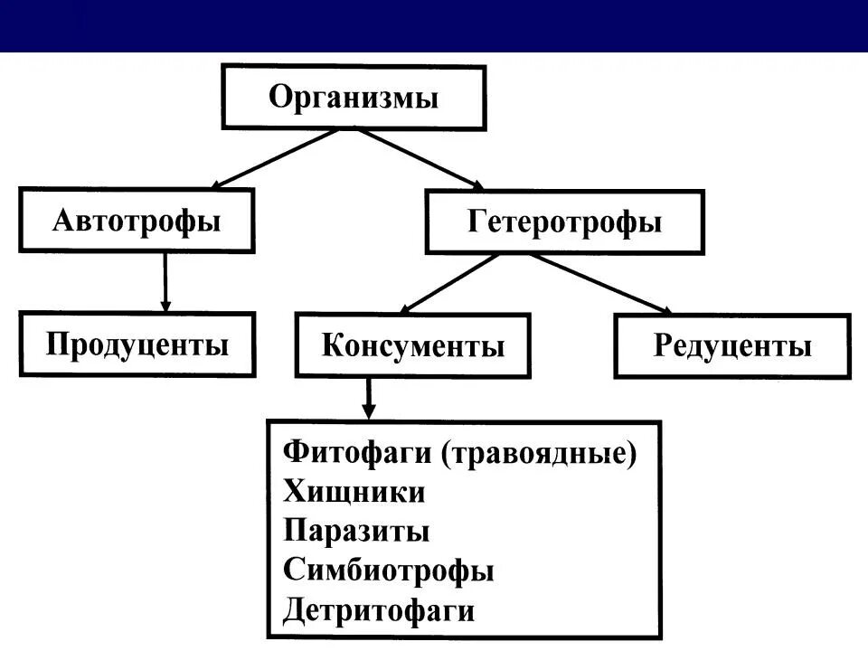 Какой способ питания типичен для продуцентов любой. Типы питания консументы редуценты. Схема классификации организмов. Биология классификация организмов. Экологическая классификация организмов.