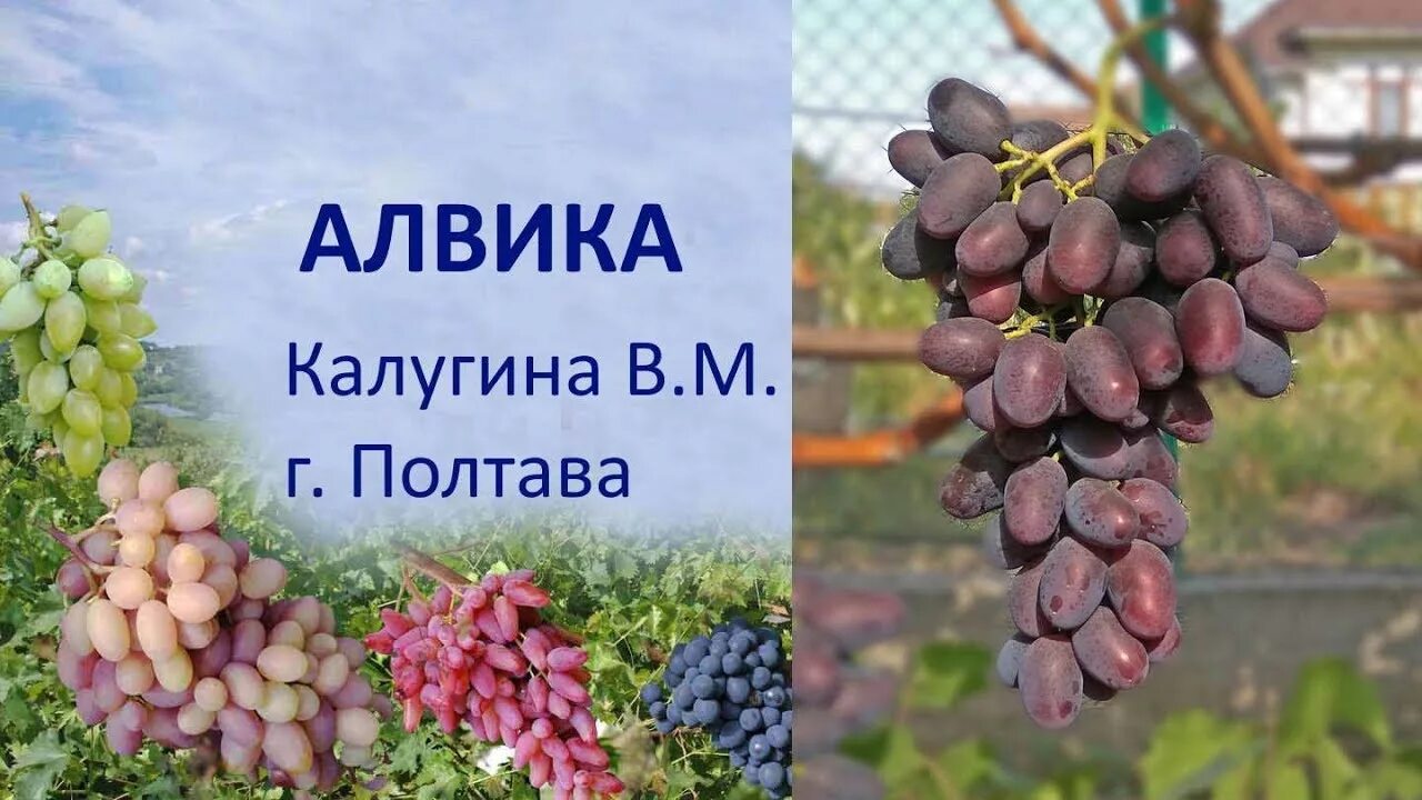 "Нерезиновый участок"или "охота пуще неволи". Лоза виноградная Дзен