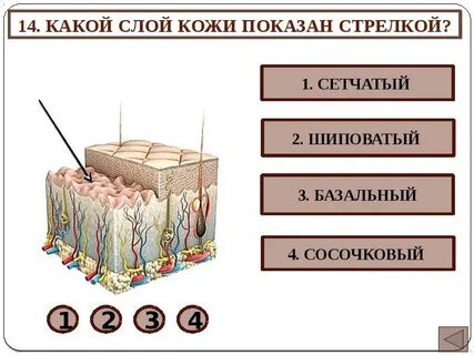 Какой слой предложения