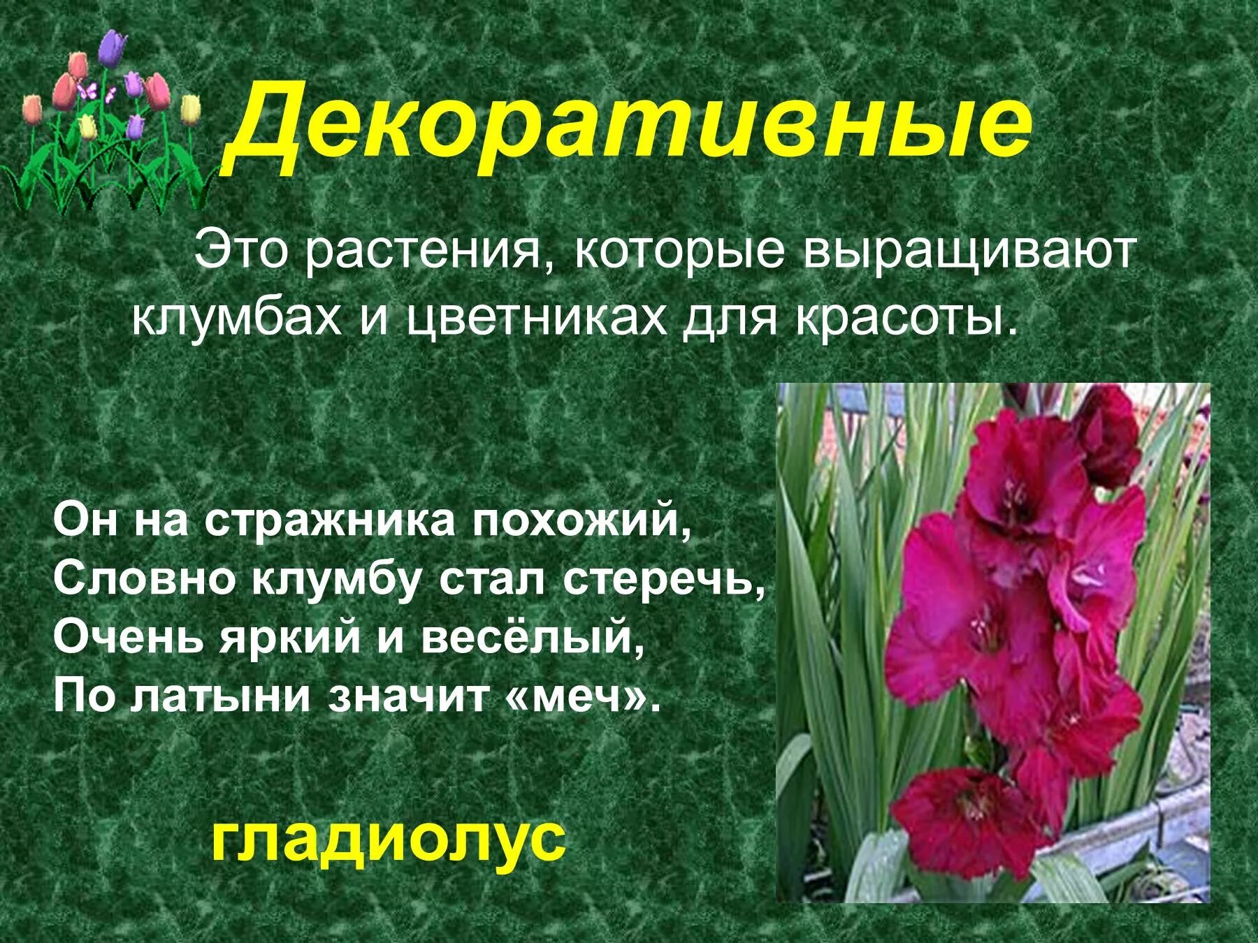 Сообщение о декоративном растении