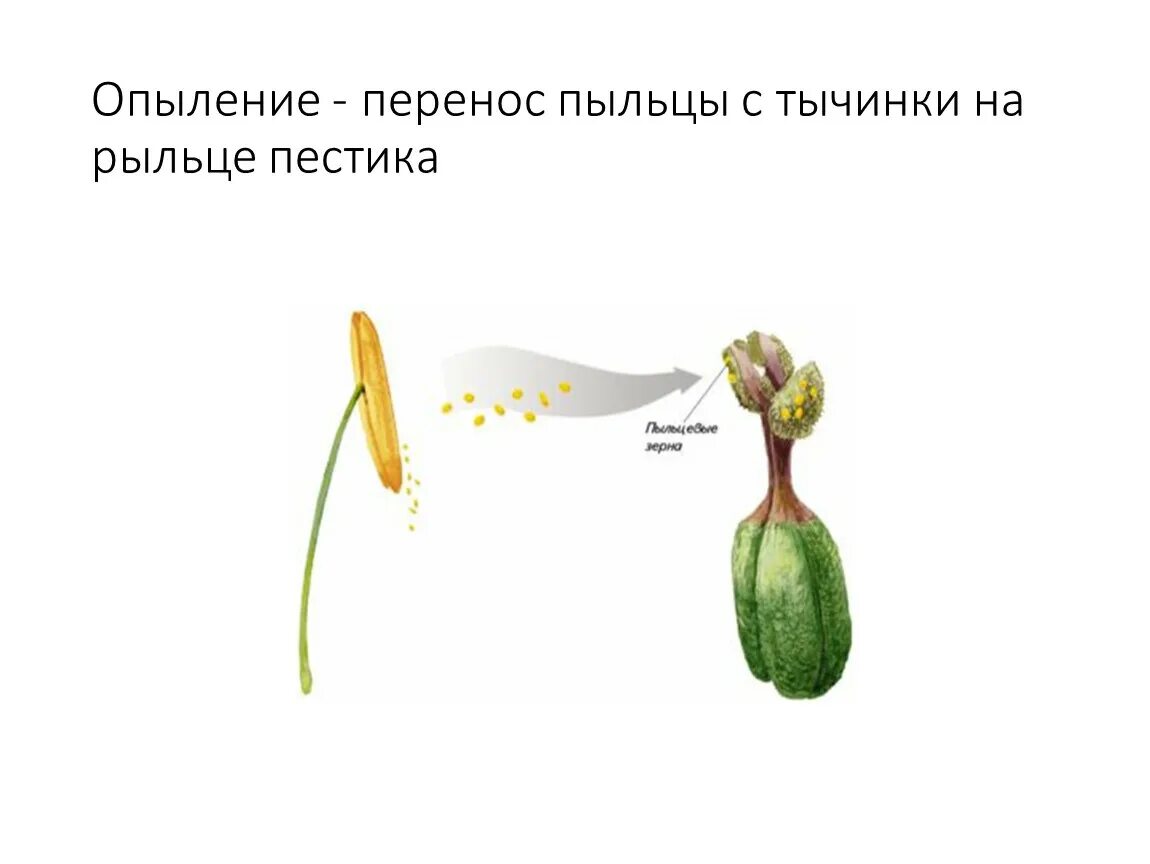 Перенос пыльцы на рыльце пестика называют. Опыление пестика. Строение цветка опыление. Перенос пыльцы с тычинок на рыльце пестика это. Опыление рыльце пестика.