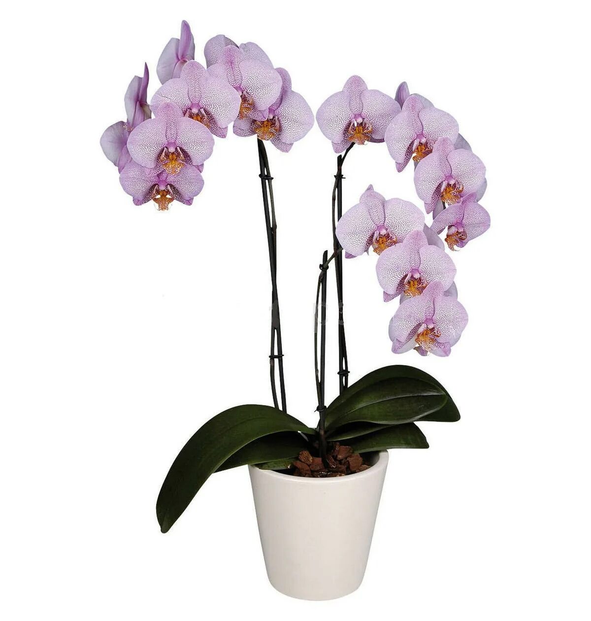 Орхидея купить в оренбурге. Орхидея фаленопсис Манхэттен. Комнатный цветок Орхидея фаленопсис. Орхидея фаленопсис в горшке. Орхидея фаленопсис Алексия.