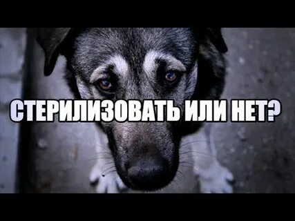 Почему стерилизуют собак