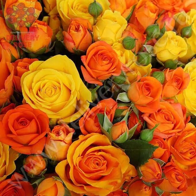 Оранжево желтый розовый. Оранжево желтый розовый. Яркие желто- оранжевые розы. Оранжево желтый розовый. Розово оранжевые розы.