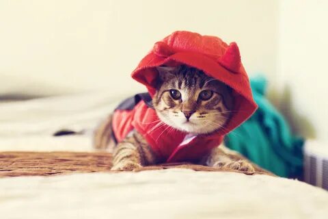 Обои с крутыми котами