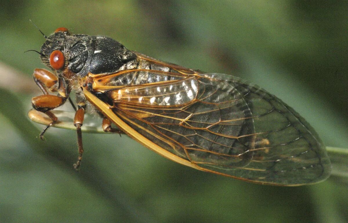 Цикады в каком городе. Цикады в каком городе. Муха цикада в крыму. Цикады в каком городе. Певчая цикада.