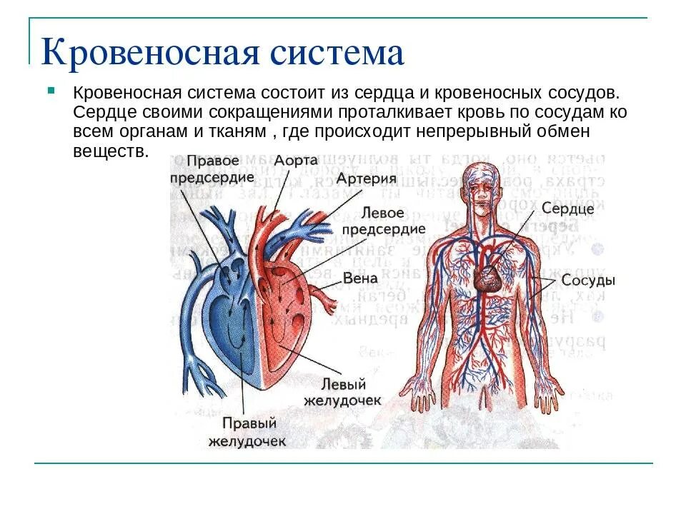 Опишите сердечно сосудистую систему