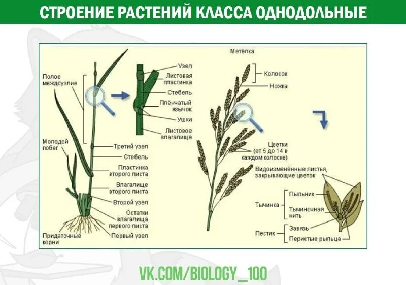 Строение цветка однодольных растений. Строение стебля злаковых растений. злаковые мятликовые строение. строение злаковых однодольных. строение цветка однодольных растений злаковых.