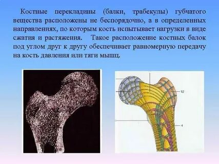 Костная поверхность