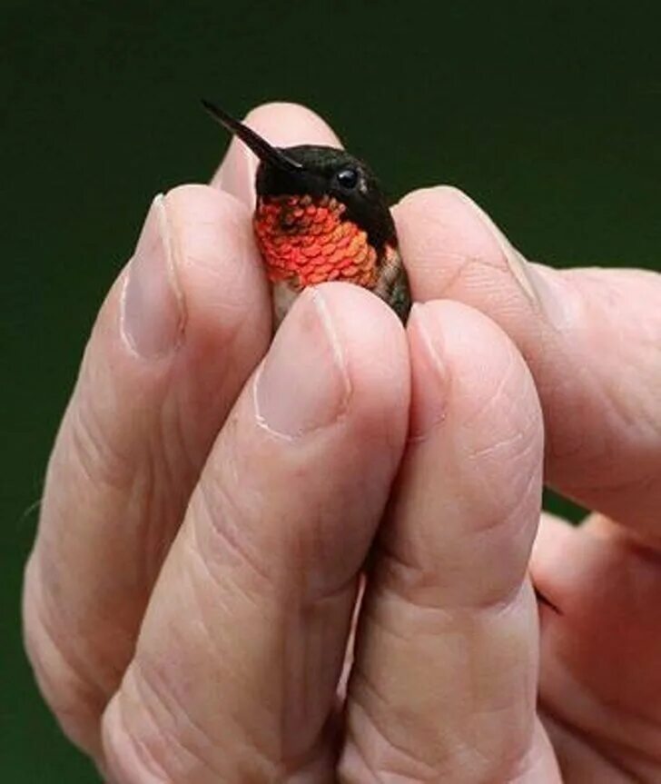 Как называется самая маленькая птица. Птенец Колибри. Самая маленькая птица в мире Колибри. Самая маленькая Колибри в мире. Самая маленькая Колибри размер.