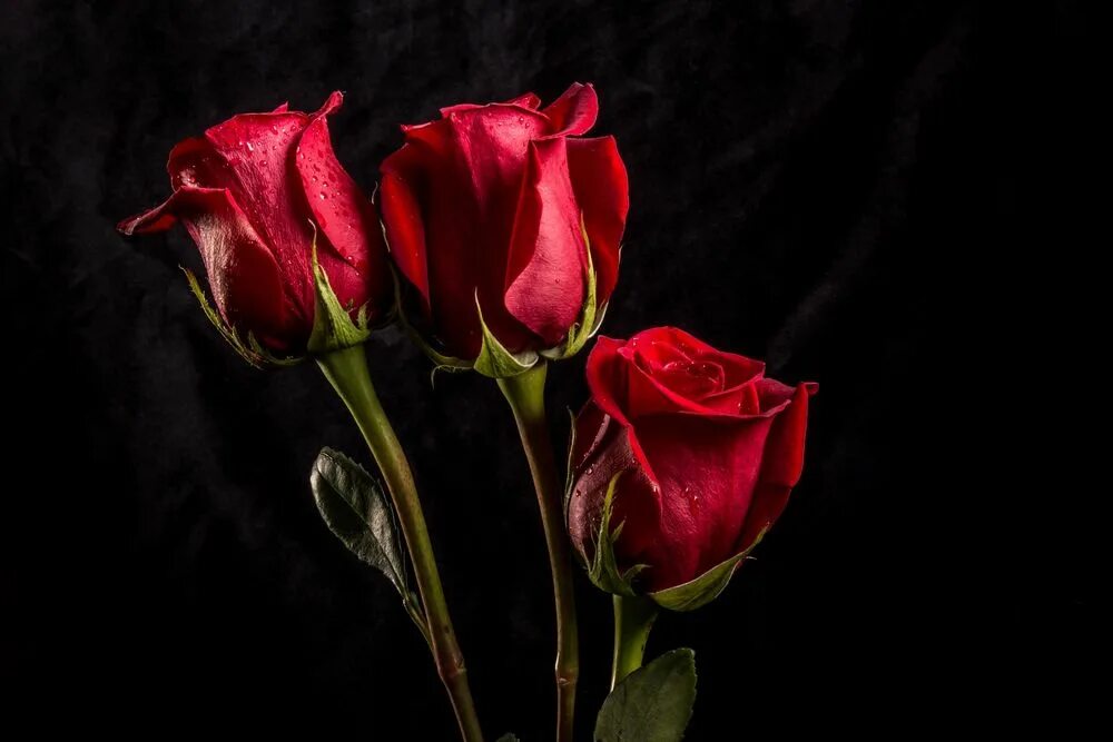Розы 3 цветка. Красивые розы. Букет роз на черном фоне. Тёмно красные розы.