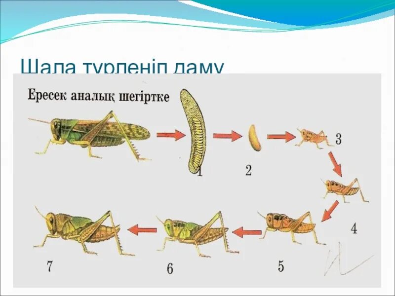 Какие насекомые в евразии. Буынаяктылар. Мальпигий түтікшелері. Бунақденелілер. Бунақдене.