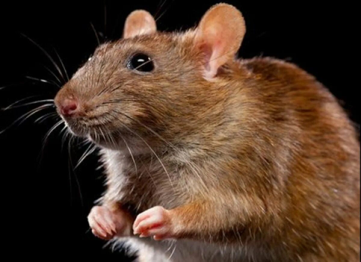 Жир мыши. Коричневая крыса. Бурая крыса. Крысы домашние. Упитанная мышь.