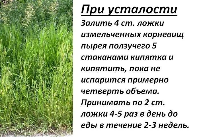 Пырей настойка. Трава пырей ползучий. пырей ползучий корень. пырей ползучий сорные растения. сорная трава пырей.