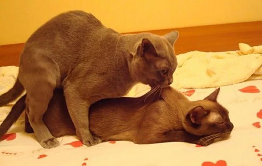 Спаривание кошек. Коты спариваютсяспариваются. Кошки занимаются любовью. Кот и кошка спариваются.