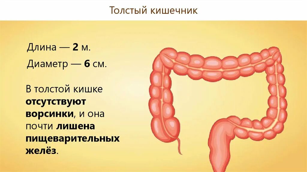 Толстый кишечник 8 класс