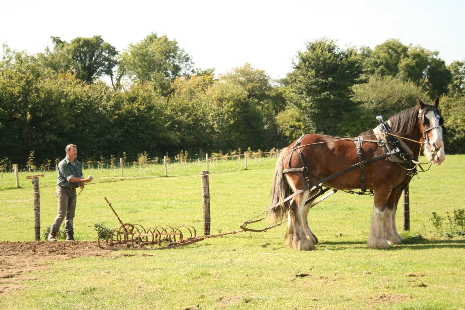 Heavy horses