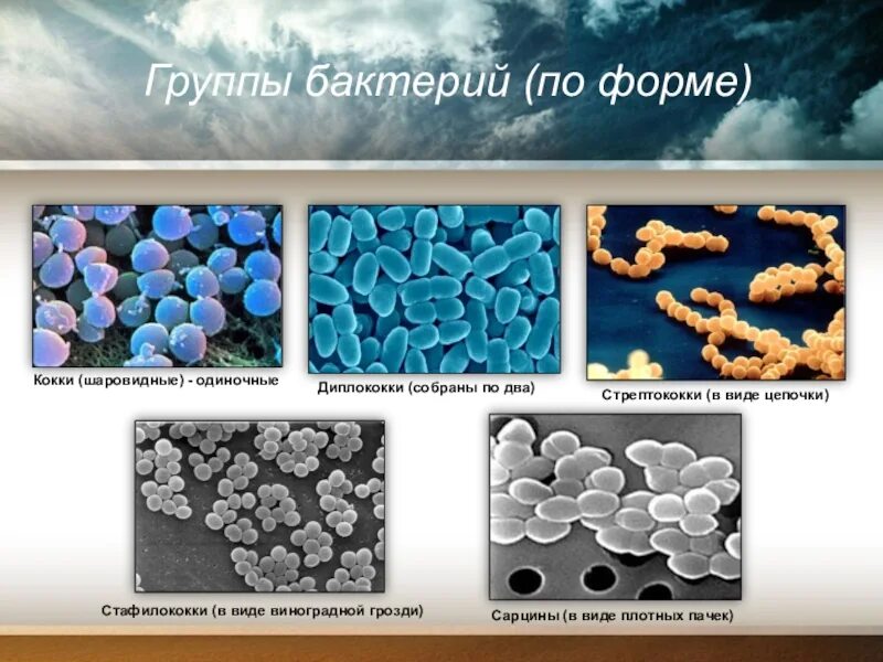 Стафилококки стрептококки сарцины. Бактерии шаровидной формы кокки. Группы бактерий кокки. Формы бактериальных клеток кокки.