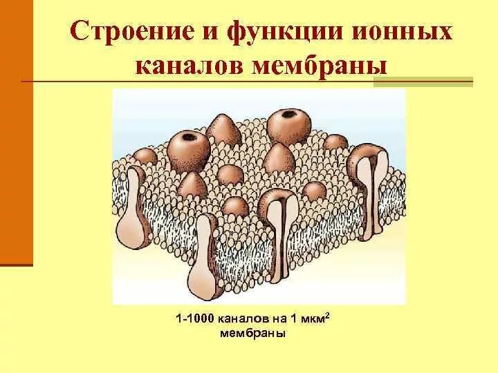 N строение оболочки. Строение ионного канала мембраны. строение и функции ионных каналов. функции ионных каналов физиология. строение ионного канала.