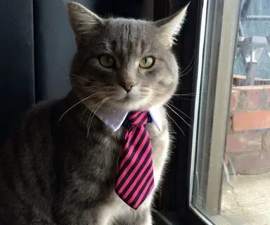 Солидный кот