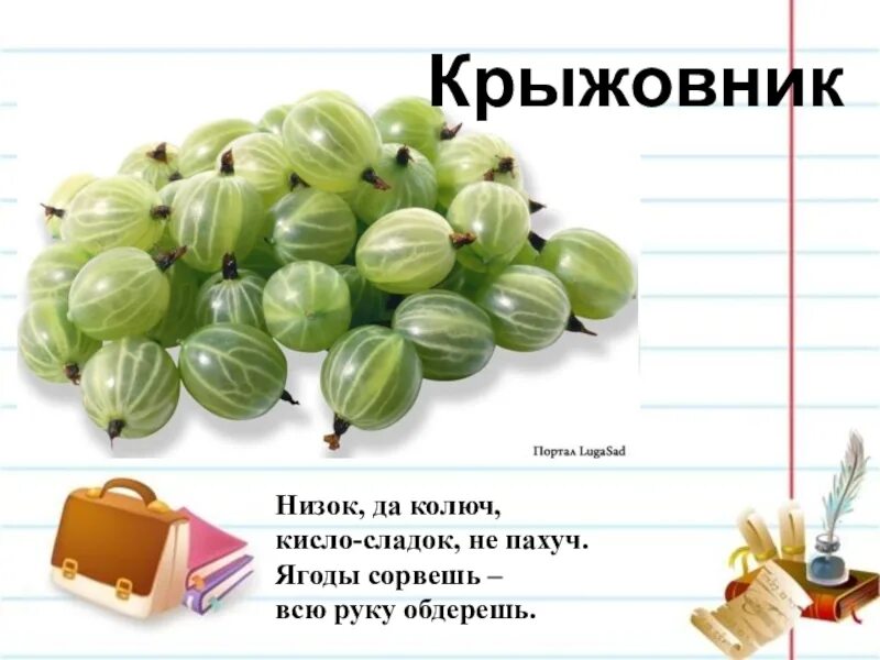 Низок, да колюч, сладок, да не пахуч. Ягоды сорвешь – всю руку обдерешь. Загадка про крыжовник для детей. Крыжовник презентация. Низок да колюч сладок да. Крыжовник словосочетание