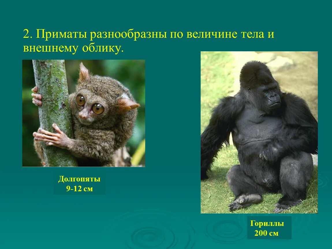 Общие черты приматов. Отряд приматы. Приматы это в биологии. Обезьяны биология. Приматы млекопитающие представители.