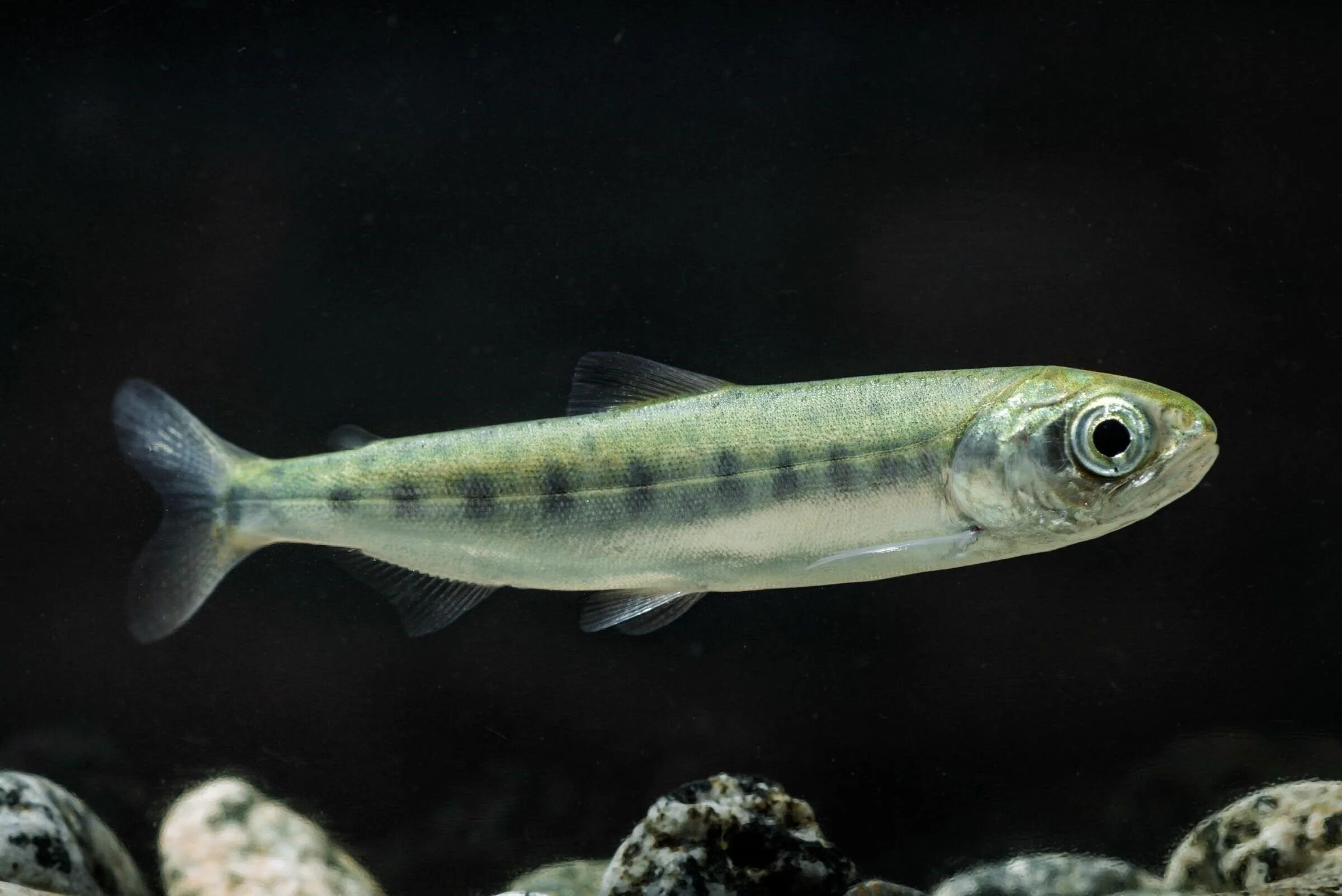 Форель пеструшка малек. Мальки муксуна. Малек кумжи. Змееголов императорский малек. Малек плотвы.