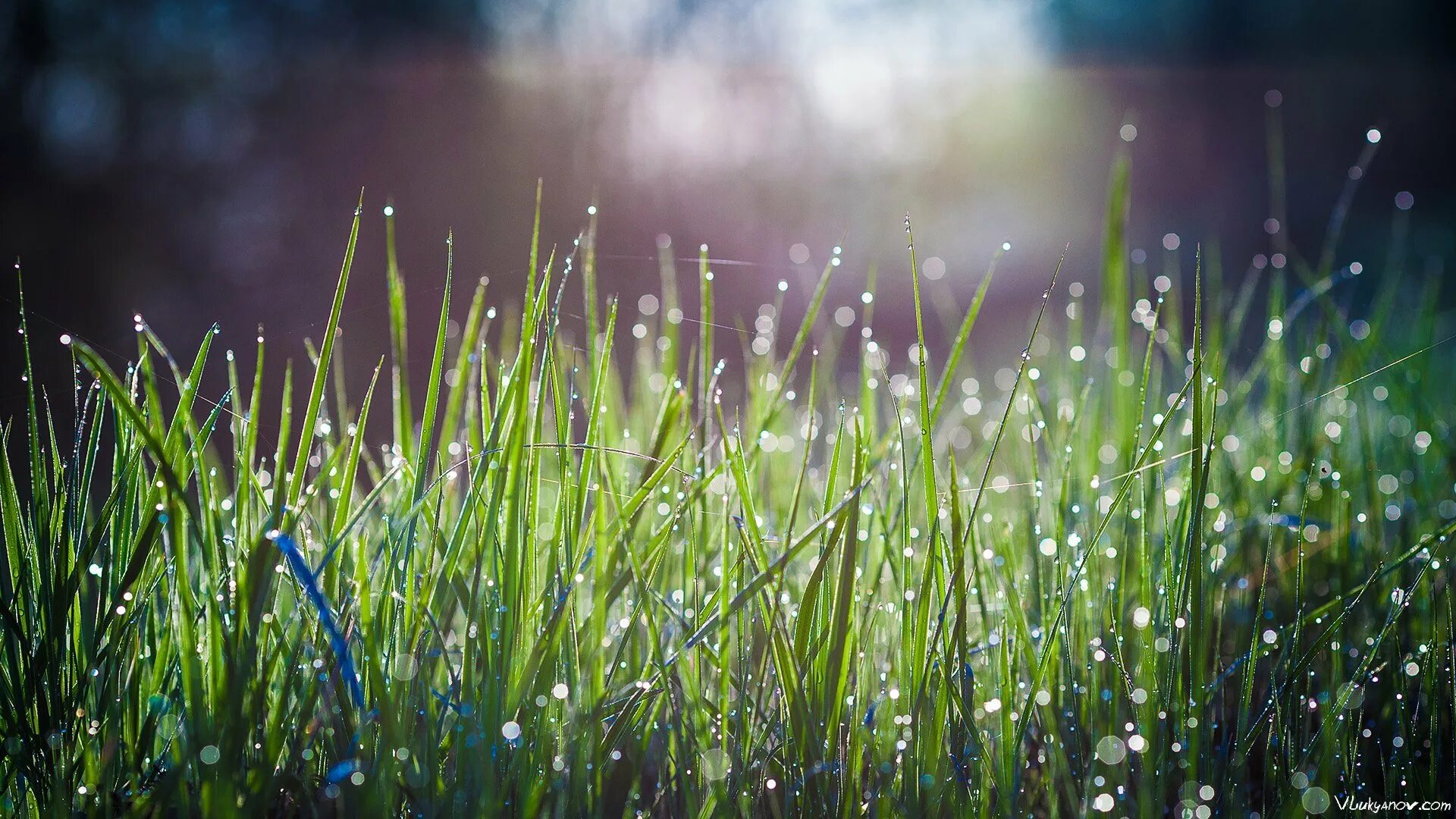 Трава омытая дождем. Трава. Красивая трава. Роса на траве. Картинки на рабочий стол дождь.