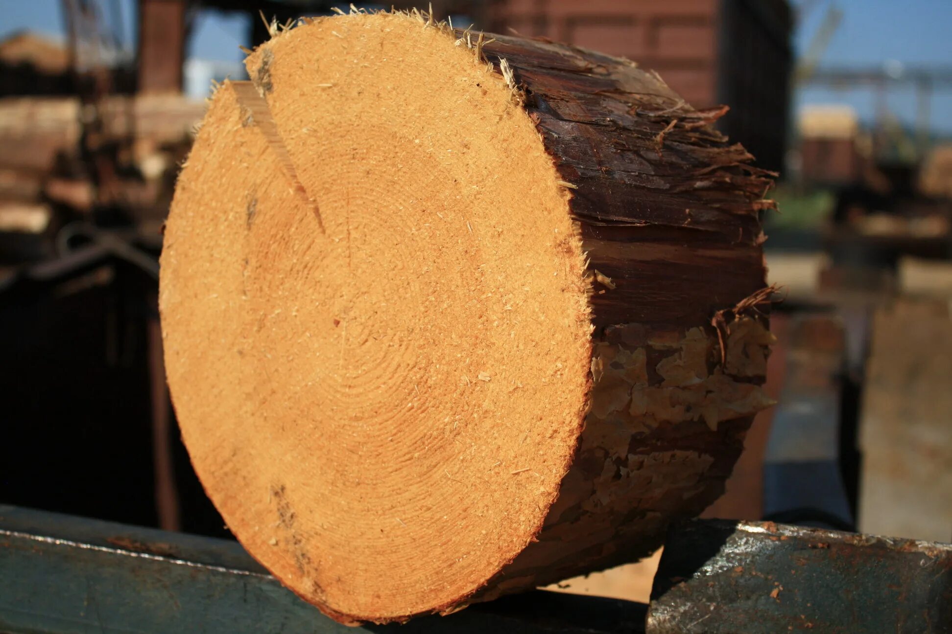 Распиленный кругляк. Распиленный кругляк. Бревно сосны. Пилорама. Распиловка кругляка.