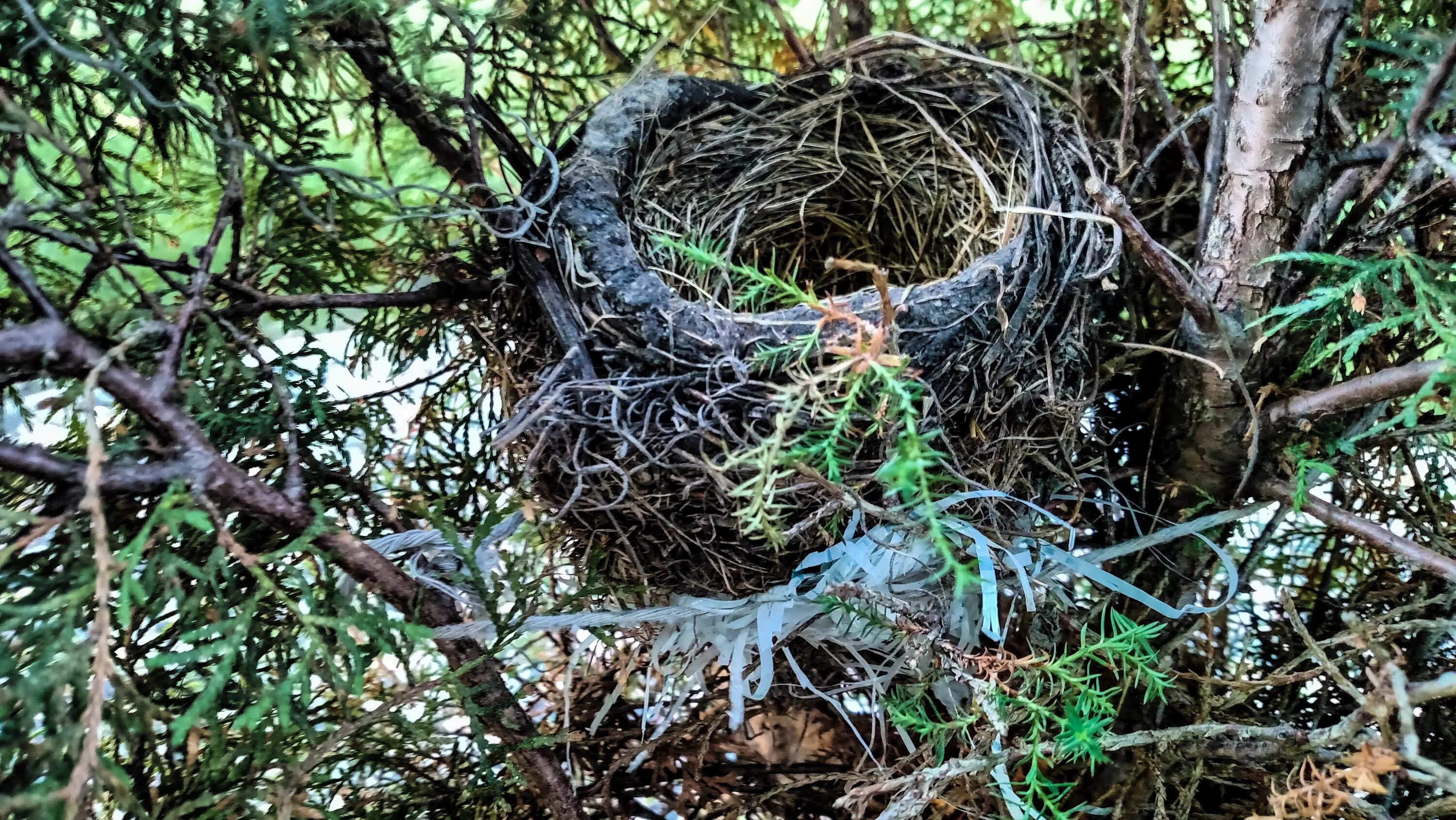 Шалашник птица гнездо. Nest tree. Nest tree. Гнездо певчего дрозда. Nest tree.