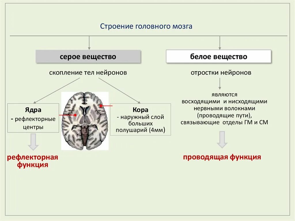 Белое и серое вещество головного мозга функции. Серое вещество головного мозга функции. Белое и серое вещество мозга схема. Головной мозг строение серое и белое вещество. Строение мозга серое и белое вещество