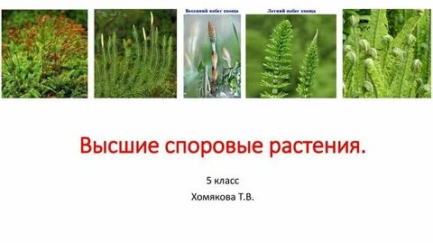 Высшие споровые растения 7 класс биология урок