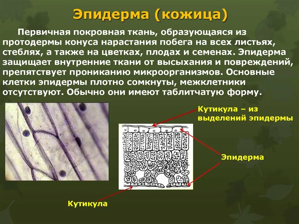 Покровные ткани растений эпидерма. Строение покровной ткани эпидермиса листа. Эпидерма с устьицами. Первично покровные ткань эпидерма строение. Листья хвойных покрыты кутикулой