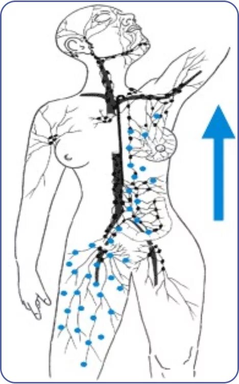Лимфатическая система лица схема движения лимфы. Лимфатическая система человека схема для массажа. Лимфатическая система человека лимфодренажный массаж. Цистерна Пеккета лимфатическая система. Лимфоузел после массажа
