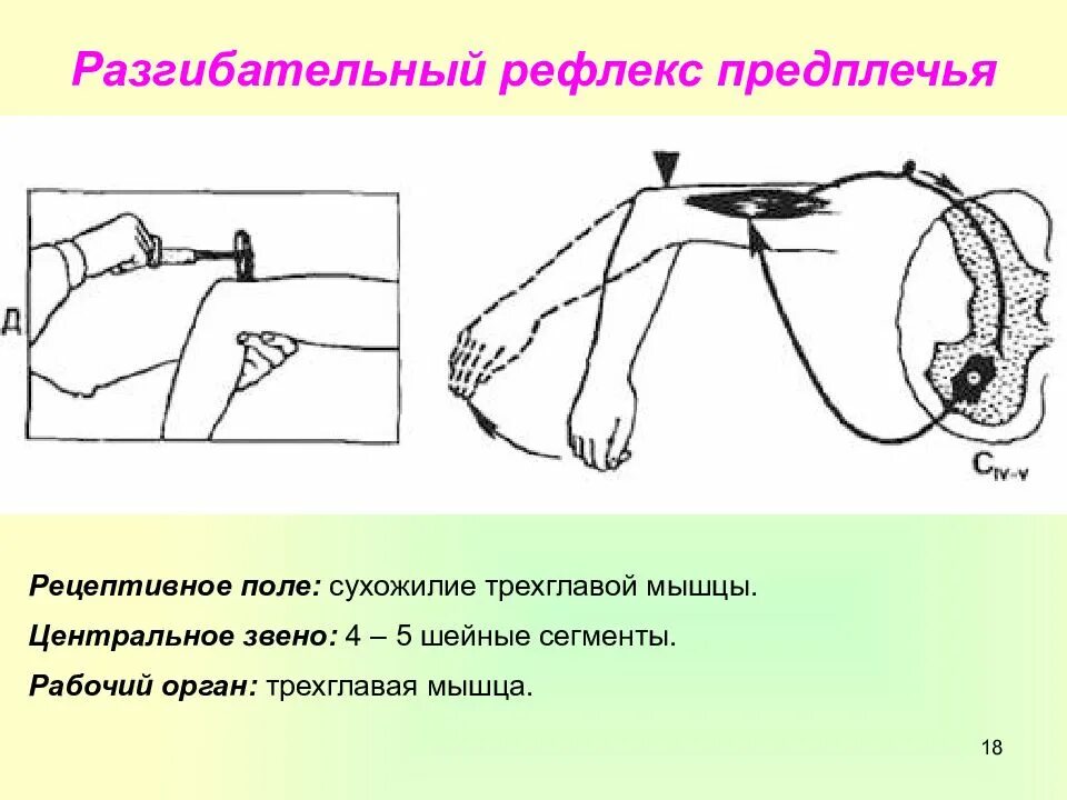 Поле рефлекса. Сгибательный рефлекс. Перекрестный разгибательный рефлекс. Рефлекторная локтевого рефлекса. Локтевой рефлекс центральное звено.