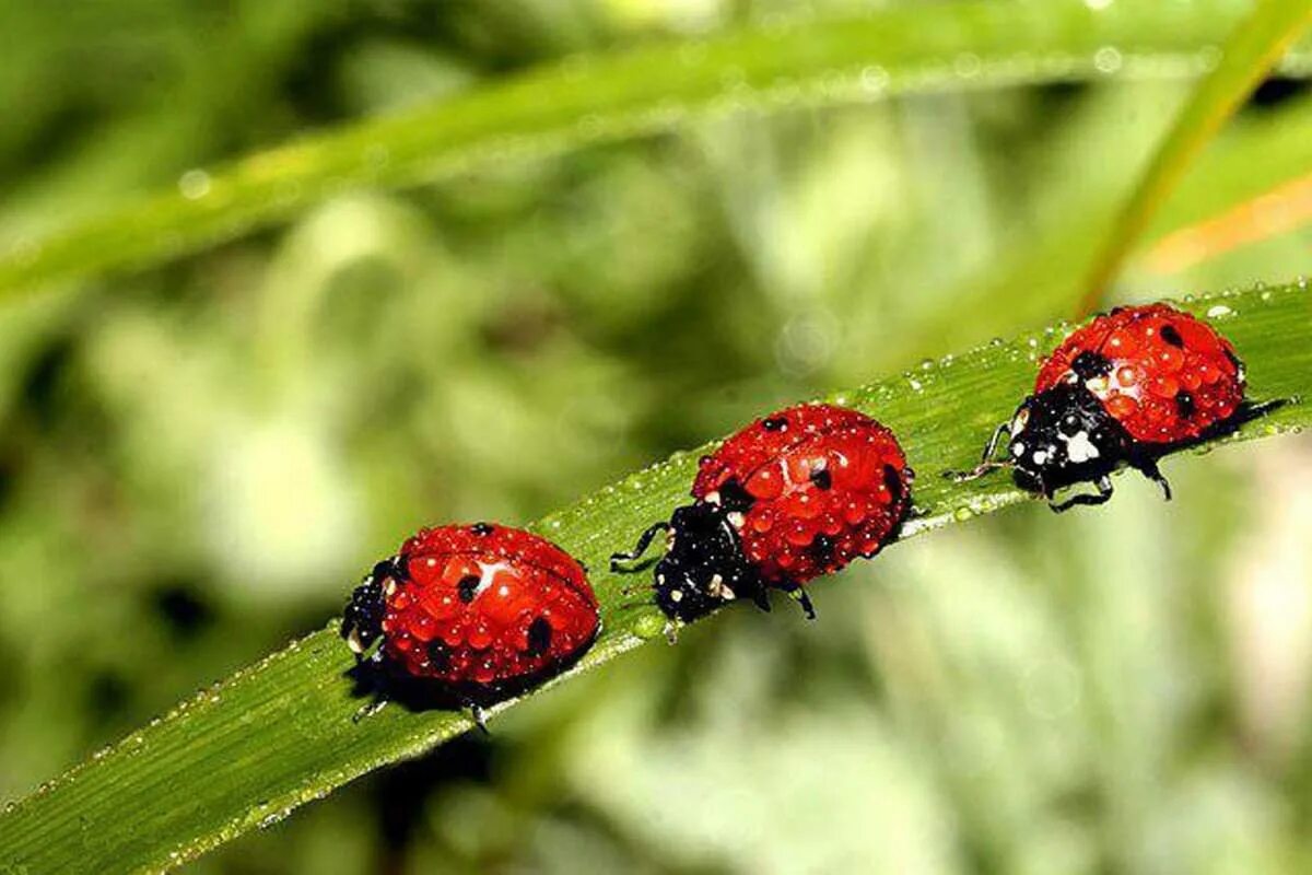 Воздушная божья коровка. Предостерегающая окраска Божьей коровки. Ladybug Божья коровка. Глазчатая Божья коровка. Насекомые Луга Божья коровка.