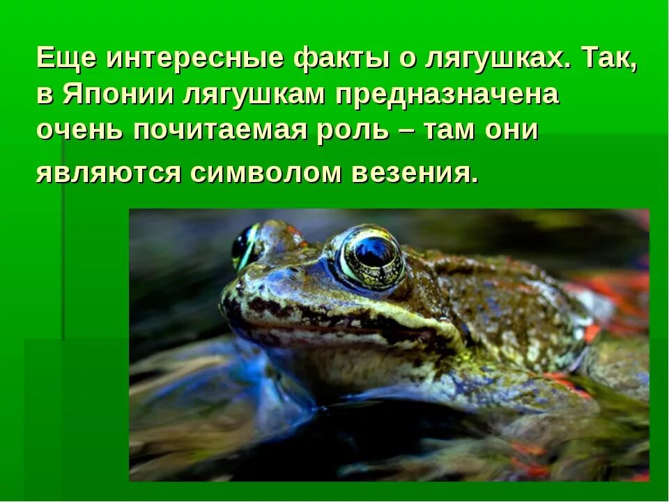 Лягушка земноводное 2 класс. Факты о лягушках. Удивительные факты о лягушках. Интересные факты отлягушках. Интересные факты о жабах.