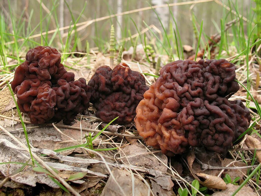 Гриб строчок обыкновенный. Обыкновенный строчок (Gyromitra esculenta). Гриб строчок и сморчок. Строчок весенний обыкновенный.