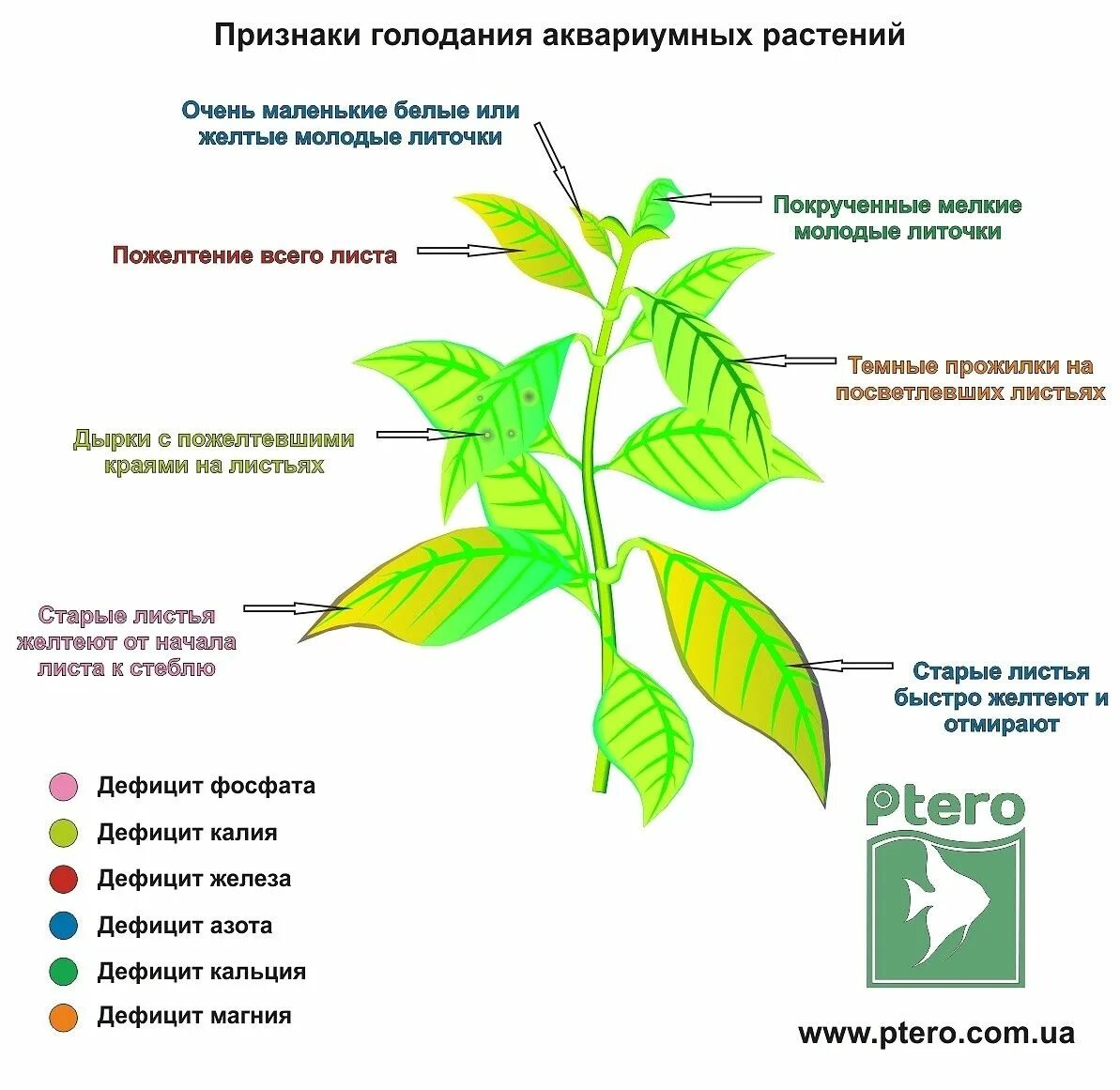 Дефицит питания аквариумных растений. Болезни аквариумных растений. Недостаток питания растений по листьям. Недостаток элементов у растений. Признаки описывающие рост растения