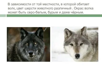 Как видят волки