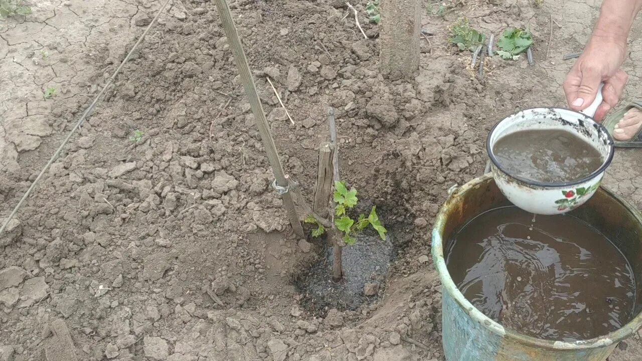 Подкормка помидоров куриным пометом. Подкормка томатов куриным навозом. Куриный помет для винограда. Полив куриным пометом.