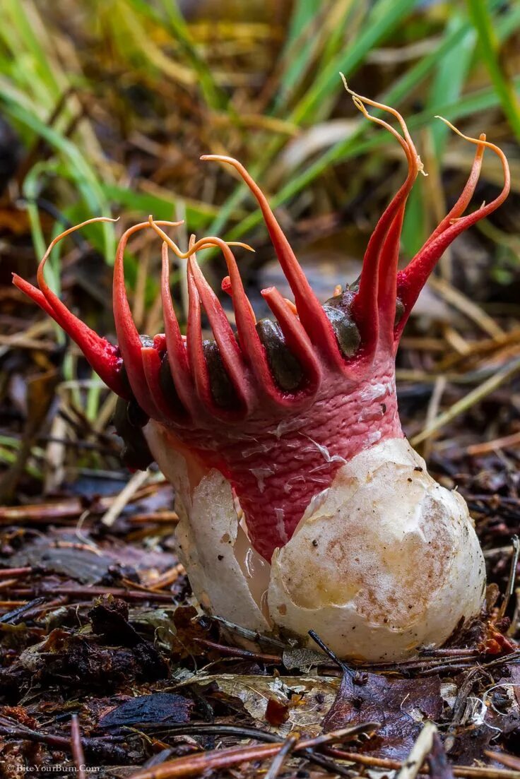 странная мебель. дом ботинок в пенсильвании. негниючник кровавоголовый. интересный дом. безумные наряды.