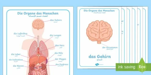 Des menschen. Menschen род. das fortpflanzungssystem des menschen презентация.